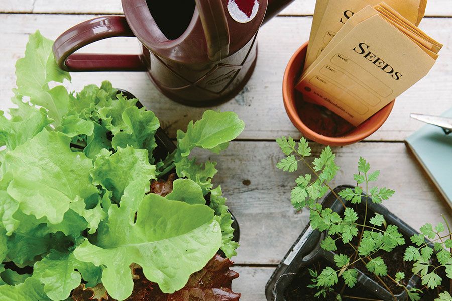 kitchen garden tips