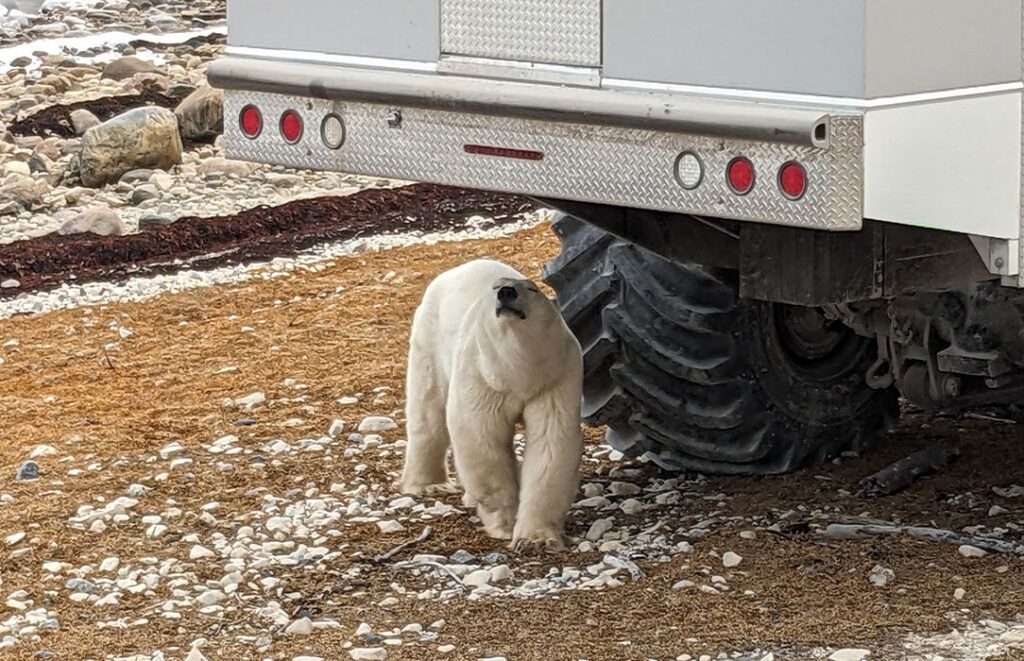 Bear
