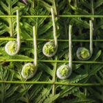Plant Disco