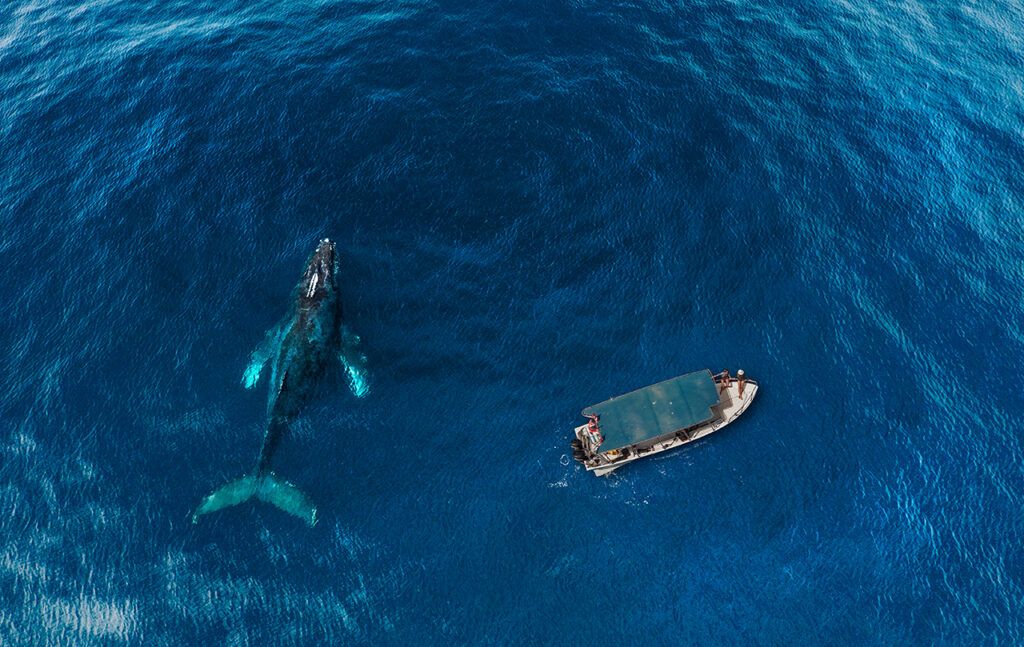Cabos