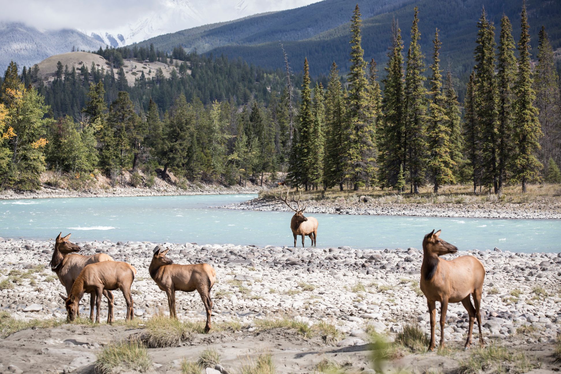 Elk near Athabasca River in Jasper National Park