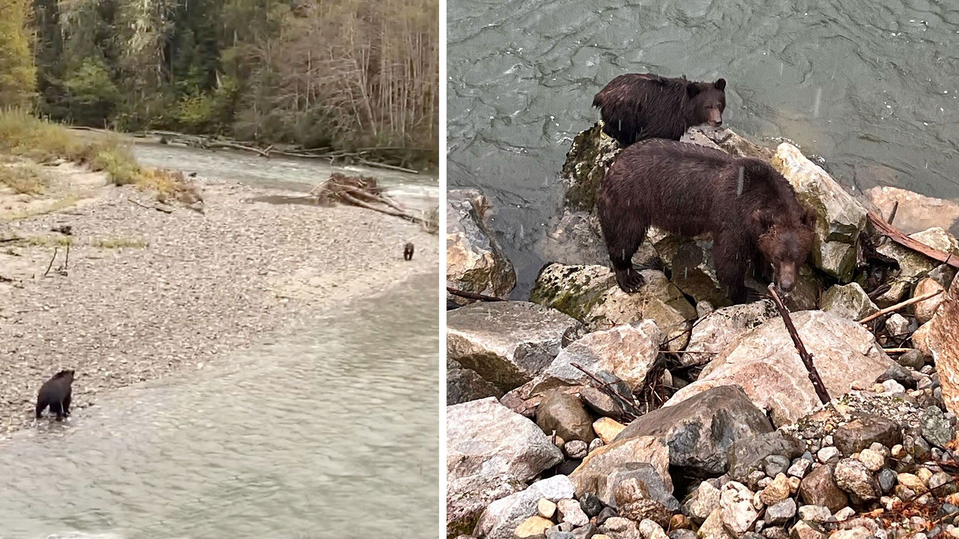 Grizzly Bears