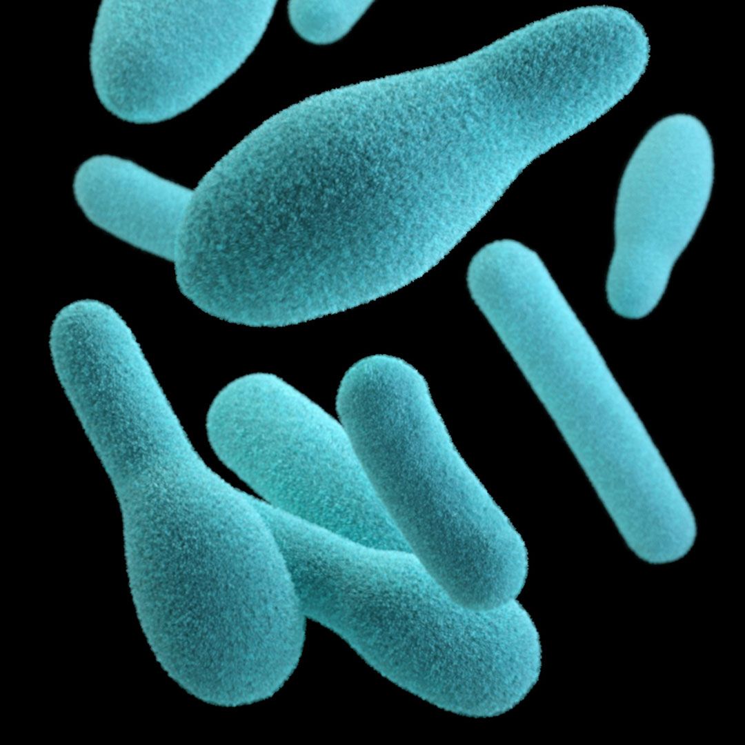 bacterial cancer treatment