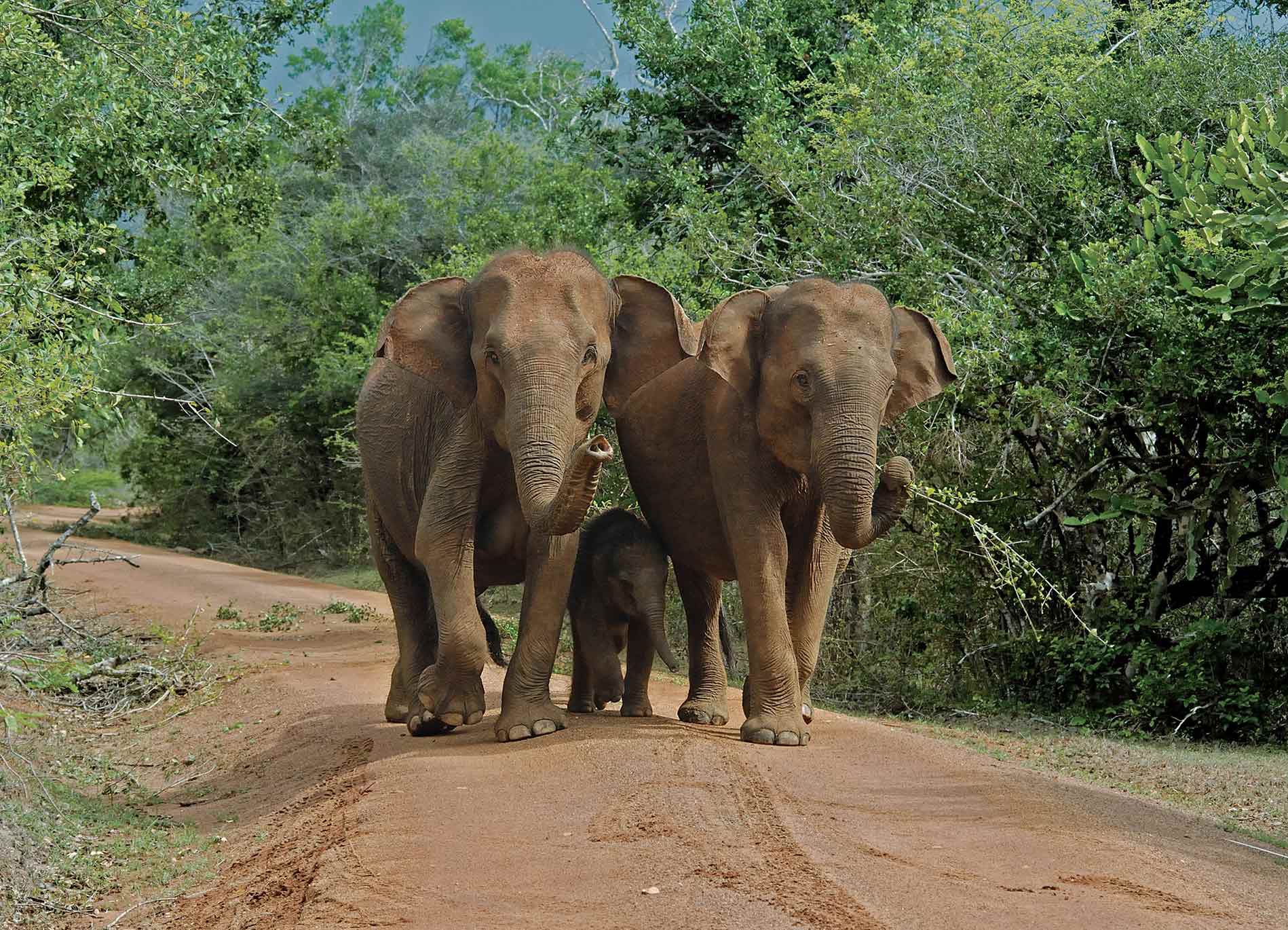 Sri Lanka